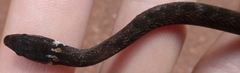 Pale-Headed Forest Snake photo 2