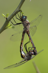 Epitheca petechialis