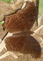 Junonia gregorii