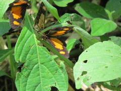 Acraea acerata