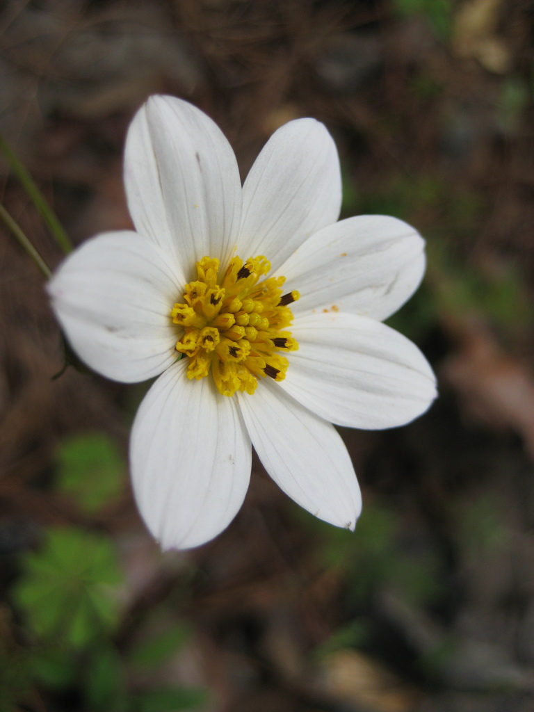 Cosmos deficiens