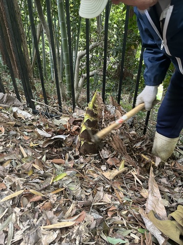 Phyllostachys edulis, photograph 5