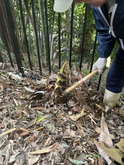 Phyllostachys edulis, photograph (c) Jiro Iguchi, some rights reserved (CC BY)