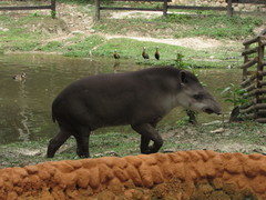 Tapirus