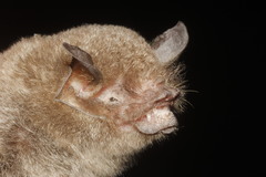 Pteronotus mesoamericanus