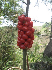 Arum korolkowii