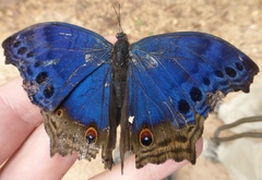 Protogoniomorpha temora