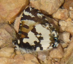 Uranothauma falkensteinii