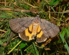 Catocala gracilis