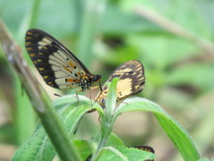 Acraea acerata