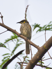 Territornis reticulata