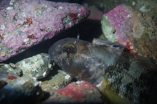 Multifid triplefin (Forsterygion gymnotum) — Tripterygiidae — 5