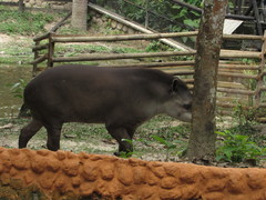 Tapirus