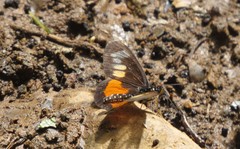 Acraea penelope