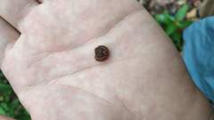 Austrochloritis iluka