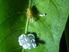 Mastigimas schwarzi