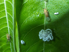 Mastigimas schwarzi