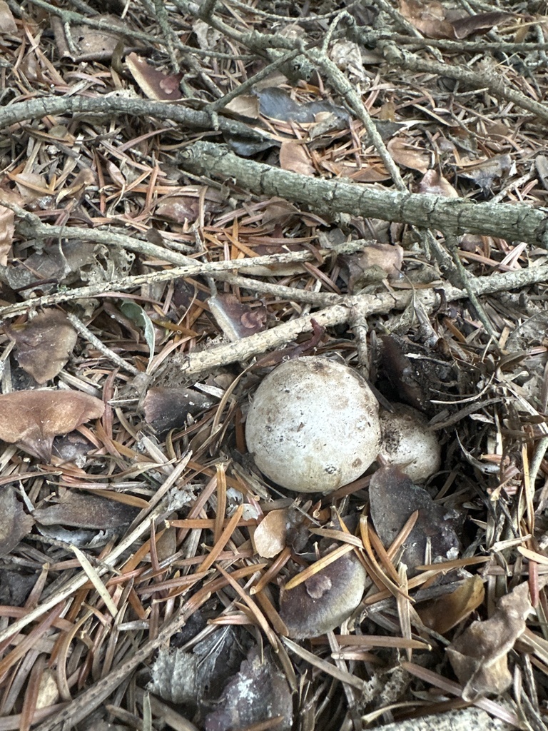 Ileodictyon cibarium · April 2026 · photo: © morganemerien (iNaturalist, cc0)