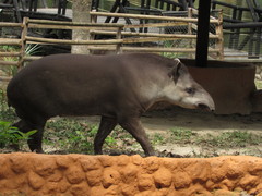 Tapirus