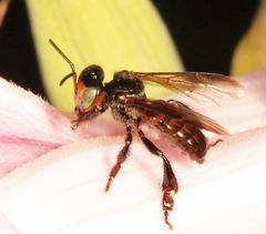 Oxytrigona