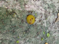 Brosimum alicastrum, photograph (c) Rosalinda Melendrez, some rights reserved (CC BY)
