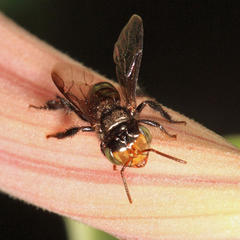 Oxytrigona