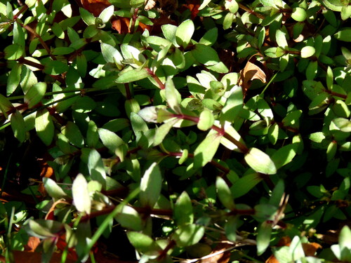 Gratiola sexdentata, 2026-04-23
