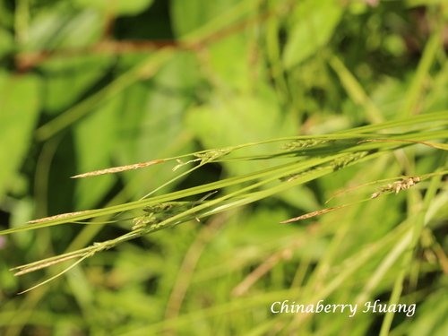 Carex formosensis iNat (3)