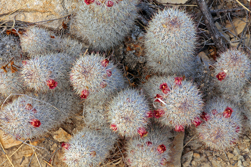 Rat-tail Nipple Cactus