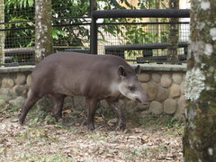 Tapirus