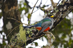 Priotelus roseigaster