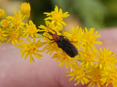 Dilophus pectoralis