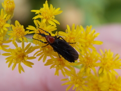 Dilophus pectoralis