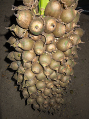 Attalea guacuyule