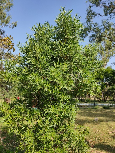 Lanceleaf Buttonwood