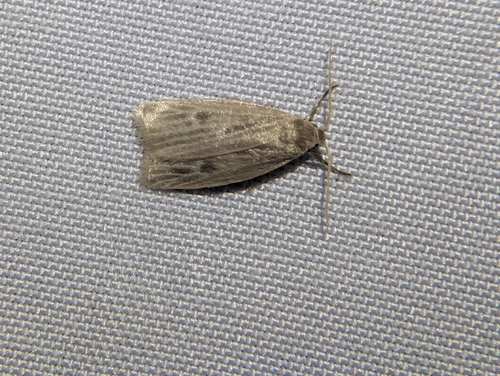 Pale Lichen Moth photo 4