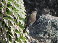 Nectarinia johnstoni
