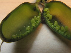 Trichapion rostrum