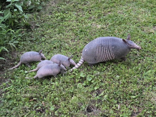 Mexican Long-nosed Armadillo, Moss Bluff, LA, USA, photo 10 of 10