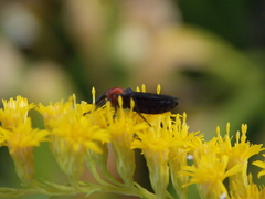 Dilophus pectoralis