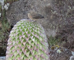 Nectarinia johnstoni