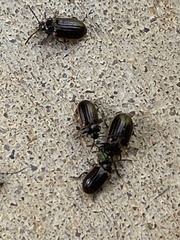 Microtheca ochroloma