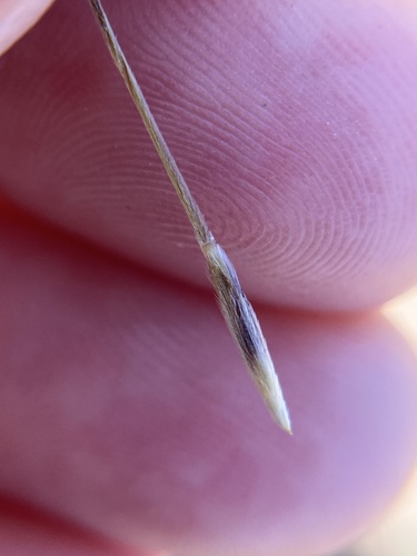 Nassella lepida, photograph 5
