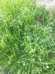 Poa arachnifera
