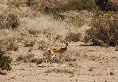 Nanger soemmerringii