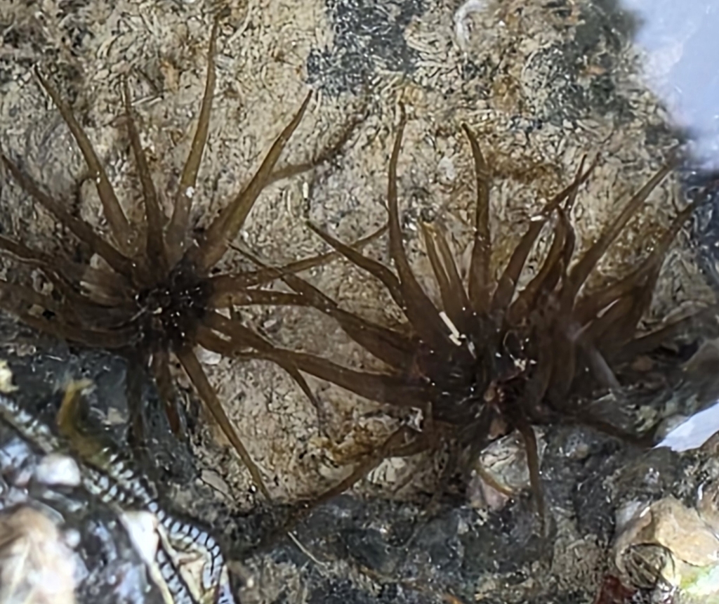 Snake Lock Breeding Green snakelock anemone from Diamond Harbour 8972, New Zealand on April ...