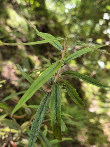 Corokia buddleioides (Corokia buddleioides)