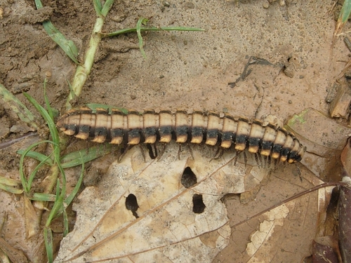 Platyrhacidae image