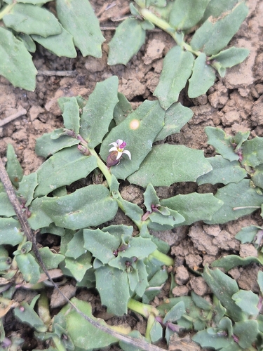 Poison Pratia