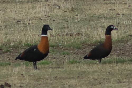 Australian Shelduck